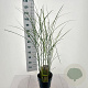 Miscanthus sin. 'Vanilla Sky' 50-80 cm 6,5L
