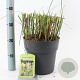 Miscanthus sin. 'Vanilla Sky' 50-80 cm 6,5L