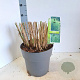 Miscanthus sin. 'Zebrinus' 60-100 cm 12L