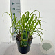 Miscanthus sin. 'Zebrinus' 60-100 cm 12L