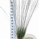 Molinia caerulea 'Heidebraut' 60-100 cm 12L