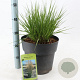 Molinia caerulea 'Heidebraut' 60-100 cm 12L