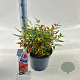 Nandina d. Obsessed 35-40 cm 5,0L