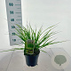 Pennisetum alopecuroides viridesc. 25-30 cm 2,0L