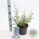 Perovskia 'Blue Spire' 30-40 cm 2,0L