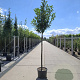 Prunus l. 'Novita' 8-10 HO 15L
