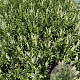 Salvia nem. 'Schneehügel' GM 2,0L