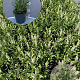 Salvia nem. 'Schneehügel' GM 2,0L