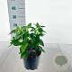 Salvia Rockin Fuchsia 20-30 cm 2,0L