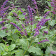 Salvia vert. 'Smouldering Torches' GM P9