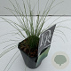 Stipa tenuissima 'Ponytails' 25-30 cm C1 vierkant