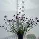 Verbena bon. 'Lollipop' GM 2,0L