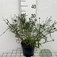 Verbena bon. 'Lollipop' GM 2,0L