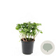 Pachysandra terminalis GM C1.3