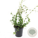 Vinca minor GM C1.3