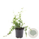 Vinca minor GM C1.3