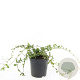 Vinca minor GM C1.3