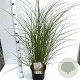Miscanthus sin. 'Kleine Silbersp.' 40-50 cm 4,0L
