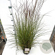 Miscanthus sin. 'Kleine Silbersp.' 40-50 cm 4,0L
