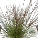 Miscanthus sin. 'Kleine Silbersp.' 40-50 cm 4,0L