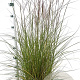 Miscanthus sin. 'Kleine Silbersp.' 40-50 cm 4,0L