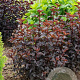 Physocarpus opulifolius 'Sweet Dreams' PBR 30-50 cm wortelgoed 0/1/1 2-3 tak
