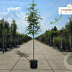 Carpinus betulus 12-14 HO container