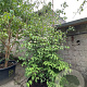 Cornus kousa chinensis 250-300 cm container meerstammig