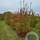 Cornus kousa chinensis 250-300 cm container meerstammig