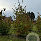 Cornus kousa chinensis 250-300 cm container meerstammig
