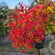 Heptacodium miconioides 175-200 cm container meerstammig