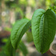 Heptacodium miconioides 175-200 cm container meerstammig
