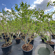 Heptacodium miconioides 175-200 cm container meerstammig