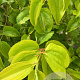 Heptacodium miconioides 200-250 cm container meerstammig