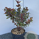 Hypericum i. Magical Black 30-40 cm 5,0L
