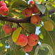 Malus 'Evereste' 12-14 HO container