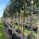 Malus 'Evereste' 12-14 HO container