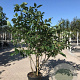 Magnolia 'Heaven Scent' 250-300 cm container meerstammig