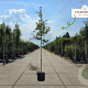 Malus 'Red Sentinel' 200-250 cm container meerstammig