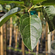 Malus 'Red Sentinel' 200-250 cm container meerstammig