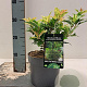 Osmanthus heter. 'Goshiki' 15-20 cm 2,0L