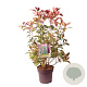 Photinia Magical Volcano 60-80 cm 10L