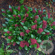 Skimmia japonica 30-40 cm 5,0L met bes