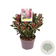 Skimmia j. 'Rubinetta' 15-20 cm P13