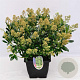 Skimmia j. 'Snow White' 15-20 cm P13
