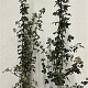 Acer campestre 150-175 cm 7,5L Gestokt