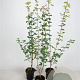 Acer campestre 60-80 cm 2,5L