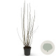 Corylus avellana 125-150 cm 12L