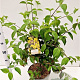Cornus mas 60-80 cm 7,5L