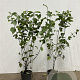 Cornus sanguinea 60-80 cm 2,5L